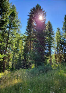 Cannot view this image? Visit: https://www.miningstockeducation.com/wp-content/uploads/2020/09/63844_grizzl1.jpg