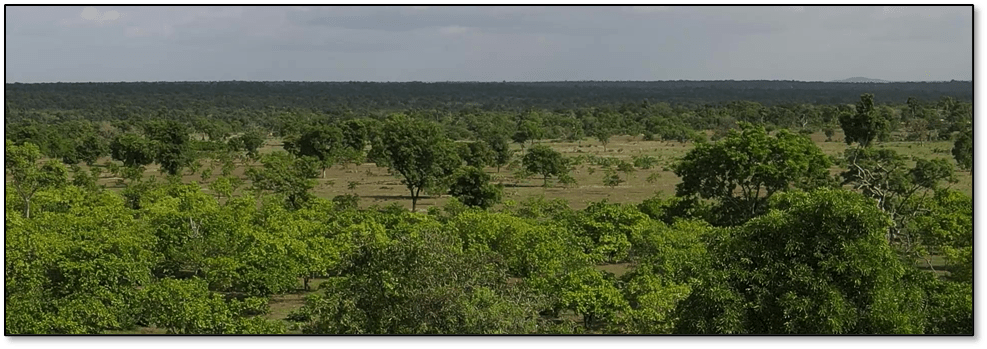 Sarama Resources Ltd., Wednesday, August 31, 2022, Press release picture