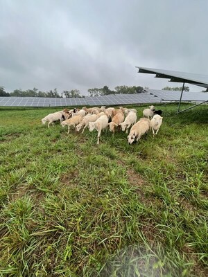 Energy Support Services found a creative agrivoltaics solution—sheep—for mowing at a solar project in Winchester, Virginia.