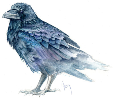 Original Artwork by Avery Bowe, The Resilience Institute: Ravens are known for their resourcefulness, creativity, and strong social bonds, all qualities that mirror the essence of resilience. They work together, learn from their surroundings, and adapt to ever-changing conditions. In many cultures, ravens are often seen as messengers or guardians, embodying transformation and the ability to navigate life’s complexities. (CNW Group/The Resilience Institute)