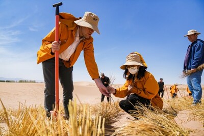 Haloxylon ammodendron trees combat desertification through drought resistance and sand stabilization