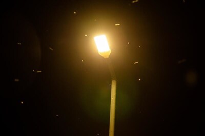 The annual emergence of the mayflies typically comes in late June and can last until September. In preparation for their arrival, Ohio Edison will begin to suspend streetlight service along several roads in Port Clinton, Marblehead and Erie Township for several weeks. The company will resume streetlight service once the hatching season ends.