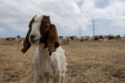 An SDGE goat in an electric transmission field.