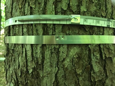 A dendrometer - measures the growth of trees