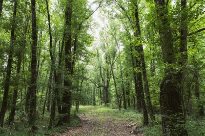 ACR 848 as part of TotalEnergies and NativState forest carbon credit, nature based solutions agreement. NativState partners with small private forest landowners to conserve their acres and realize new income streams.