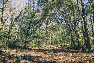 ACR 801 as part of TotalEnergies and NativState forest carbon credit, nature based solutions agreement. NativState partners with small private