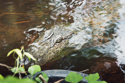 ACR 848 as part of TotalEnergies and NativState forest carbon credit, nature based solutions agreement. NativState partners with small private forest landowners to conserve their acres and realize new income streams.