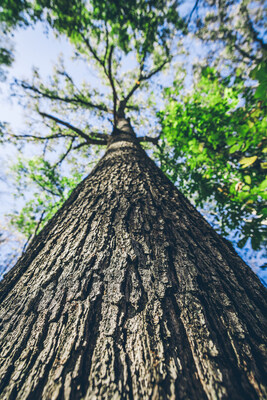 ACR 801 as part of TotalEnergies and NativState forest carbon credit, nature based solutions agreement. NativState partners with small private forest landowners to conserve their acres and realize new income streams.