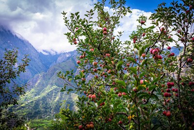 Apple Orchards in Kinnaur, Himachal Pradesh, India, the location of the GeoFund pilot project