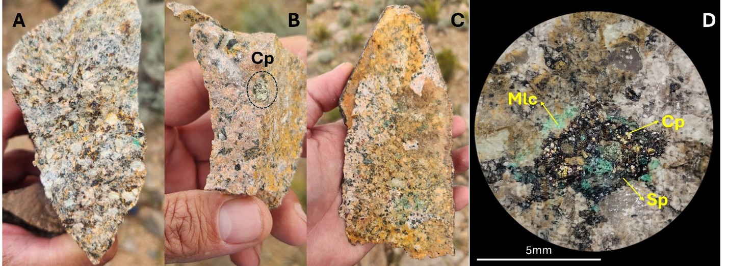 Mineralization examples from the Zorro North target.  A, B and C: disseminated chalcopyrite partially oxidized to malachite hosted by K-feldspar altered granite. D shows a detail of a miarolitic cavity lined with specularite (Sp), chalcopyrite (Cp), and malachite (Mlc).