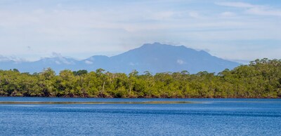 Mangroves David. Photo credit: Adopta Bosque